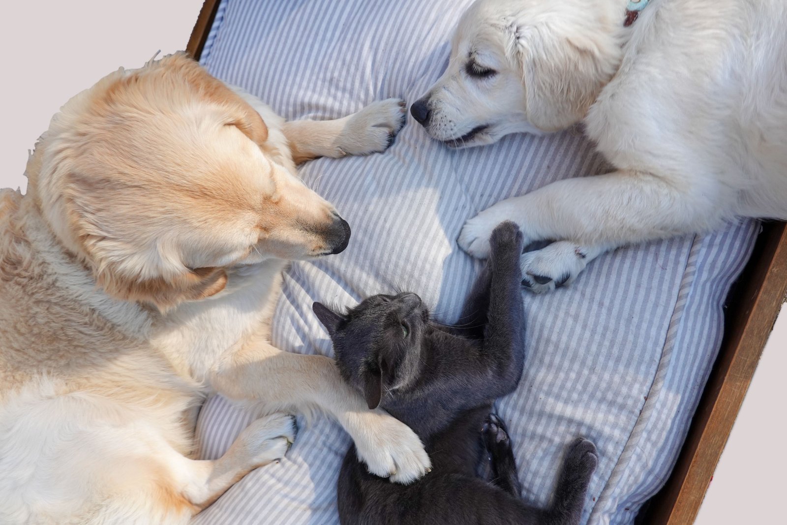Pet Mentorship