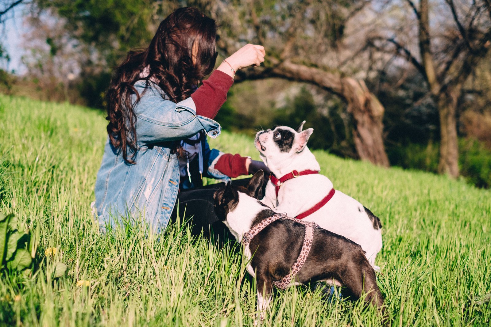 Pet Mentorship